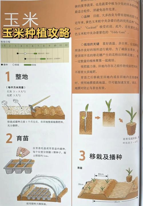 聚焦玉米种业 玉米种子如何“求变”与“应变”?