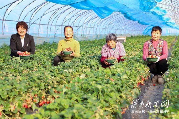 (乡村行·看振兴)江西共青城大棚草莓种出“甜蜜致富路”
