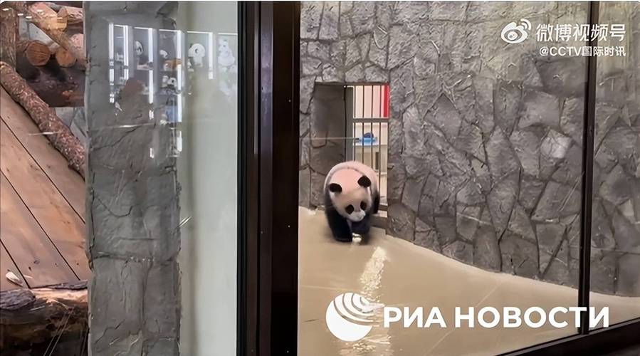 首只在俄罗斯出生的大熊猫“喀秋莎”与游客见面