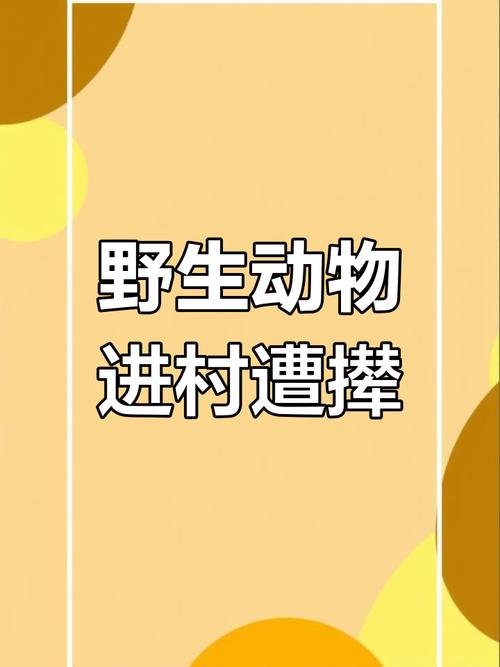 闽北野生小麂误入学校 获救并回归山林