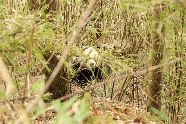 四川雅安拍到两只大熊猫求偶影像 将进行样本检测确定身份