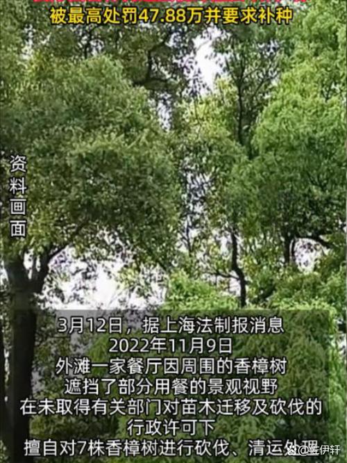 上海一餐厅擅自砍伐外滩观景平台7棵香樟树 重罚!