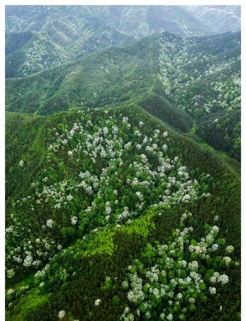 广西天峨:万亩油桐花开满山白 花海蓝衣引客来