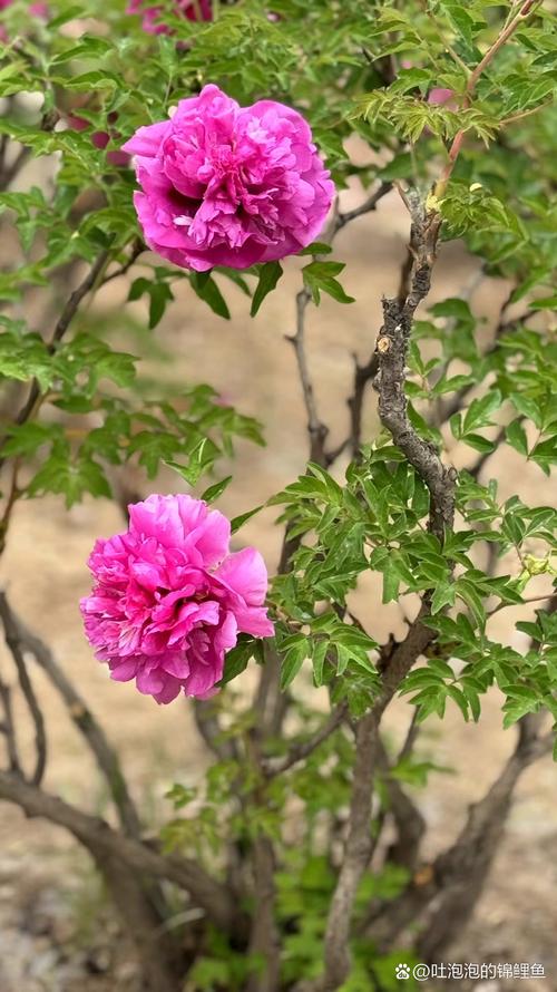临夏县井沟乡毕家庄牡丹种植基地的牡丹争相绽放