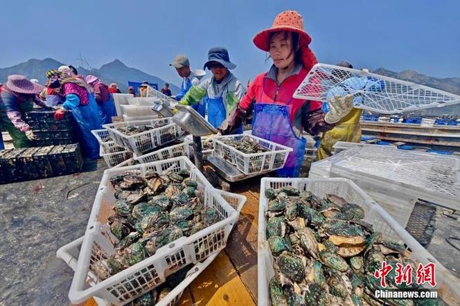 “海上春耕”时节到 福建东山鲍鱼苗热销