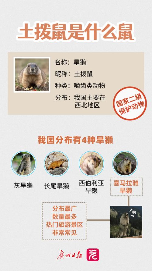 土拨鼠虽萌 也能传播鼠疫!千万别上手“贴贴”