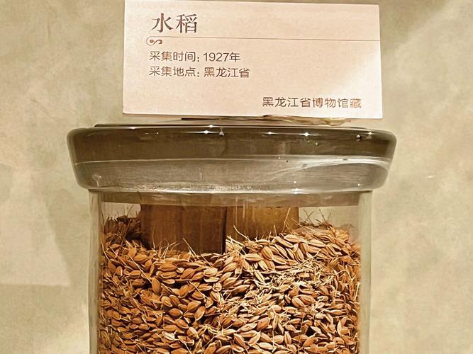 全国每10粒水稻种子就有1粒以上来自这里!这些定制化农技服务你见过吗