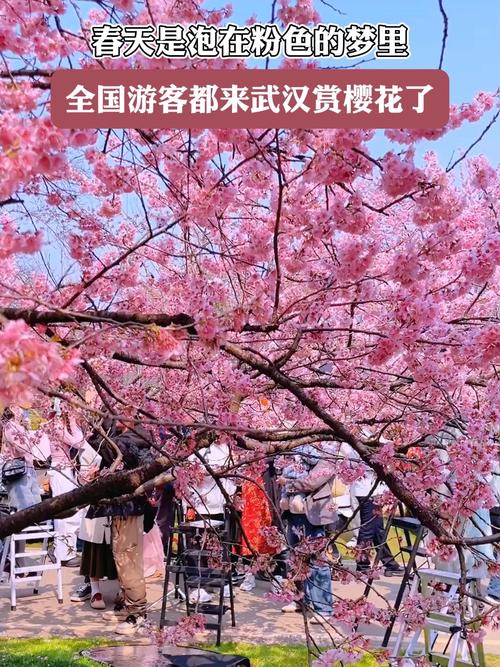 相约春天赏樱花 武汉推出75项活动打造全域游