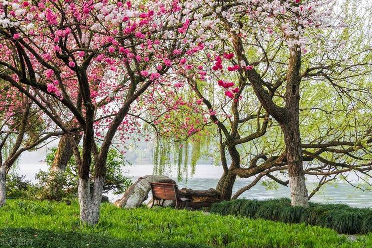 春日赏花正当时:桃花朵朵开,去这些地方遇见“世外桃源”