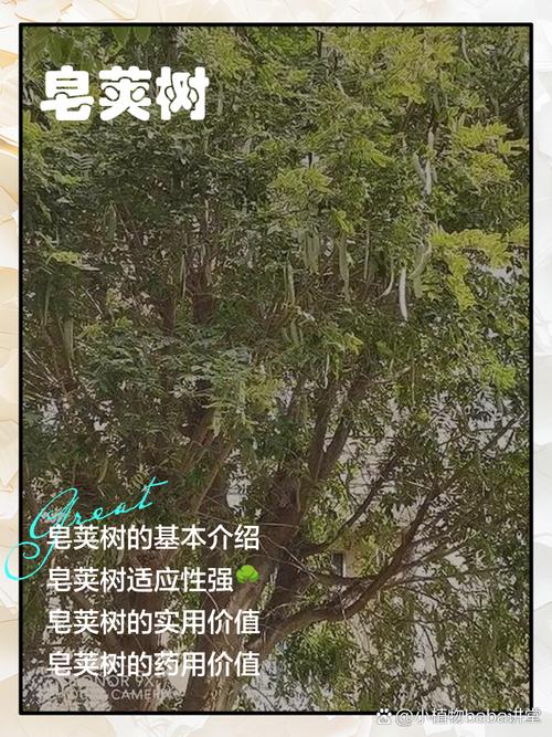 帮扶实施以来,皂角精产业提质增量——皂角树变身致富树