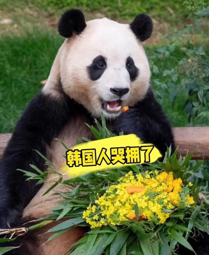 大熊猫福宝最后一天在韩展出:游客凌晨4点排队占位,有人等5个小时才进馆