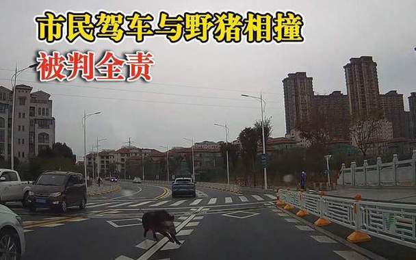 “规矩”开车被野猪撞,只能认全责?