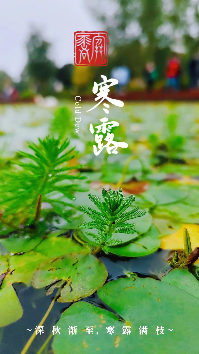 正是橙黄橘绿时!寒露节气全国名优特产品名录发布 品尝秋天的味道