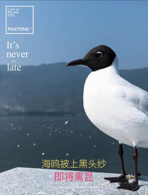 红嘴鸥“白头”变“黑头” 三月中旬起陆续飞离昆明