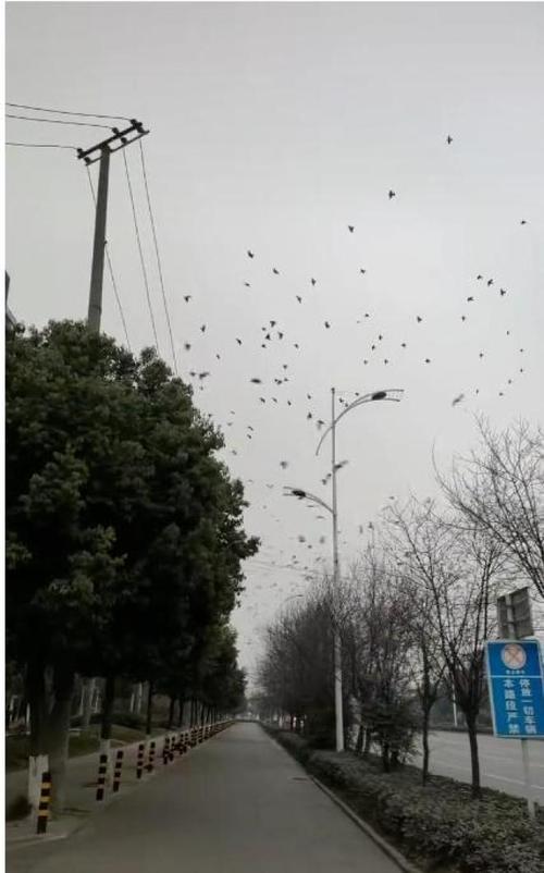地震前大量飞鸟盘旋是预兆吗?甘肃临夏地震局:不能单独作为预测依据