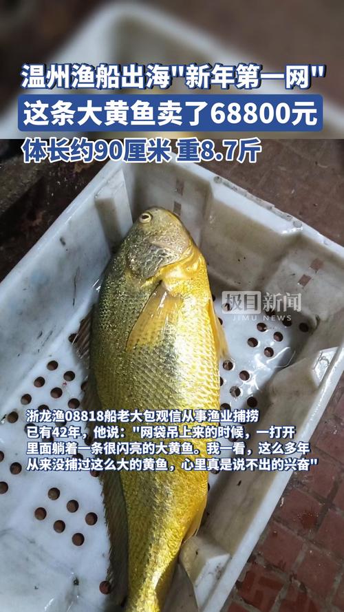 这条鱼,卖了68800元!