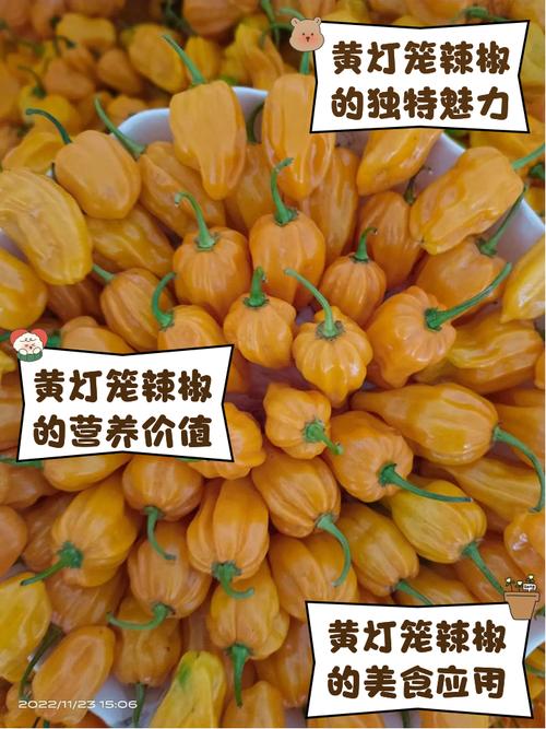 创意海报|陵水黄灯笼辣椒的N种吃法