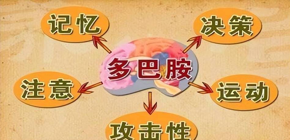 多巴胺和血清素影响大脑决策机制揭示