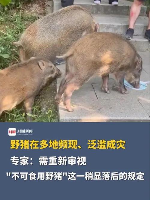 保护区里野猪拱出的“小水塘”  成为动物们的乐园
