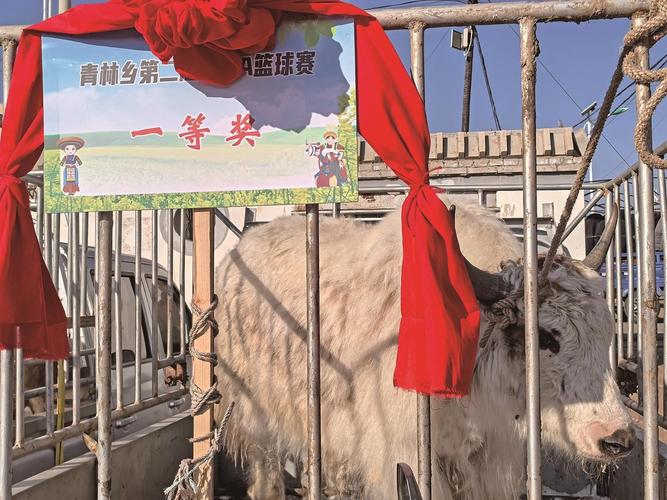 西藏首届优良畜种评比大赛举办