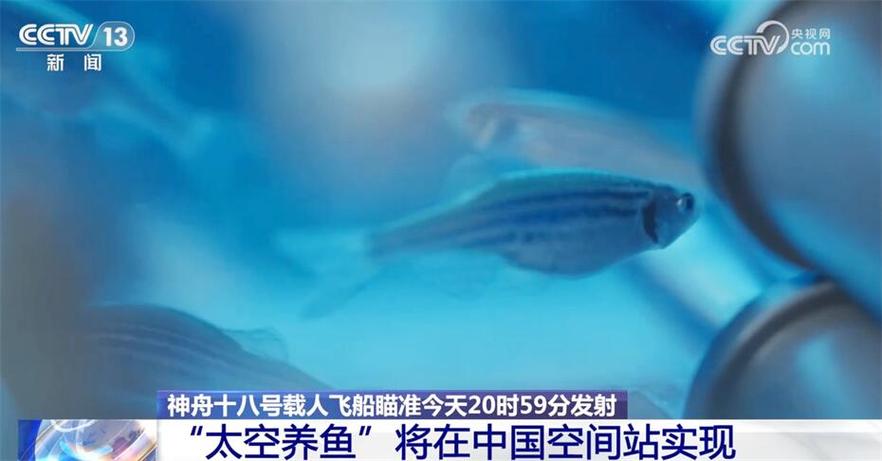 不只“太空养鱼”!还有100余项科学实验将分批“上天”