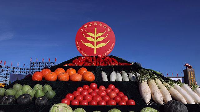 湖北农人庆丰收 应城稻花香里说丰年