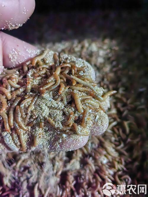 山西干黄粉虫首次出口丹麦