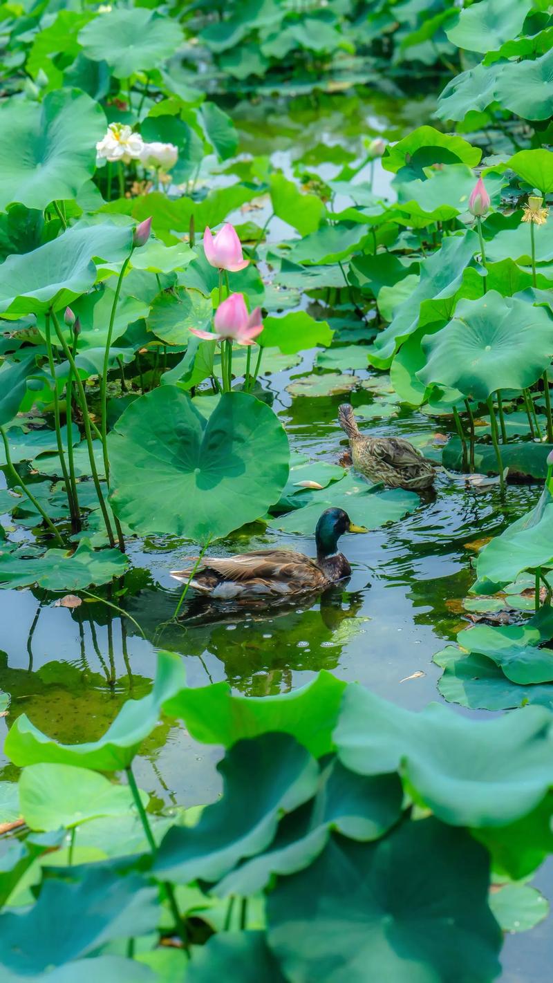 消夏
