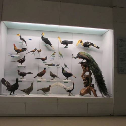 国内首本猛禽保护科普绘本发布 相关展览在国家动物博物馆开展