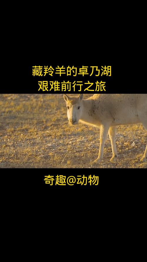 8万到10万只!青藏高原发现藏羚羊第二大产仔地