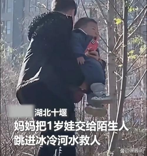 湖北后河:红腹角雉“溜娃” 画面温馨有爱