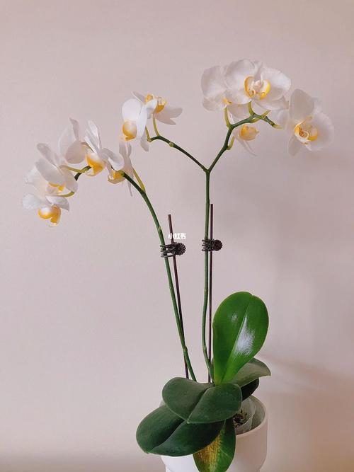 蝴蝶兰、杜鹃、水仙……春节临近 你买花了吗?