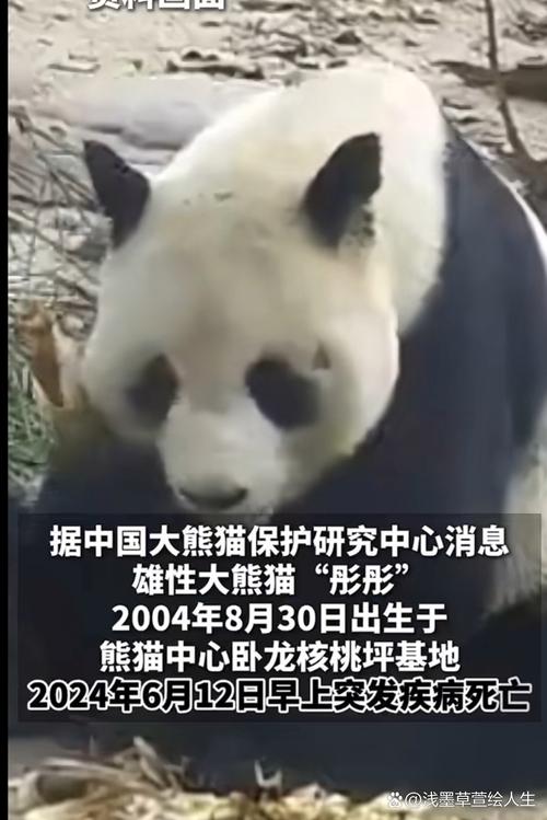 中国大熊猫保护研究中心:大熊猫“彤彤”6月突发疾病死亡