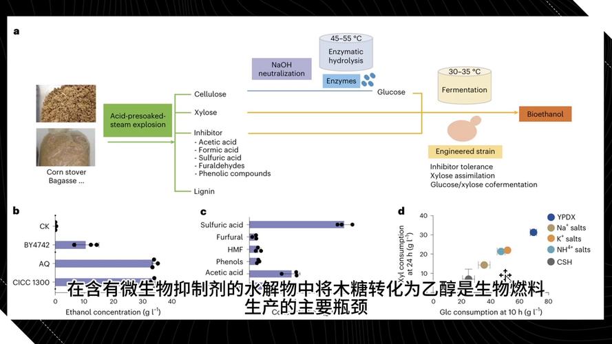 新研究提升酵母脂质合成能力