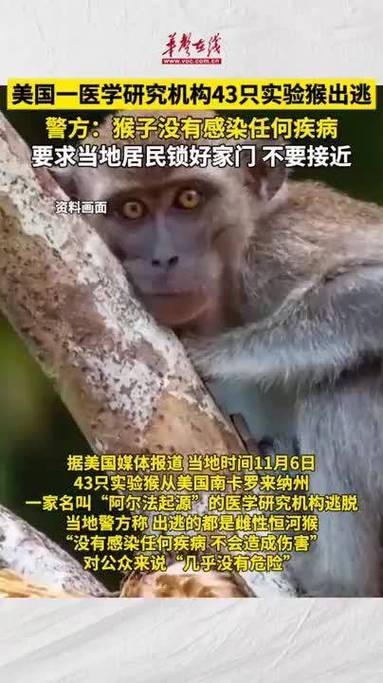 43只实验猴从医学研究机构逃脱!警方:没有感染任何疾病,不会造成伤害