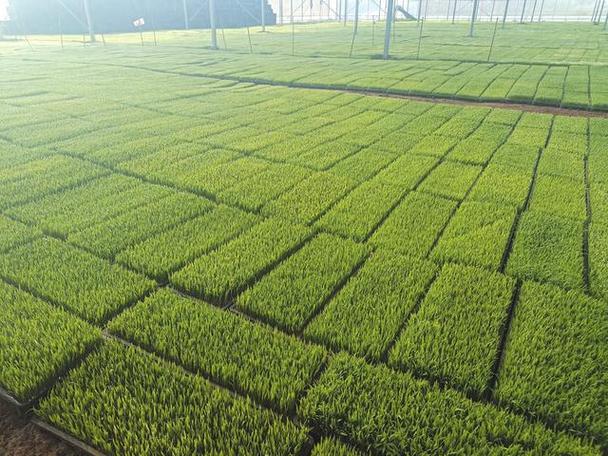 全国绿色储粮仓容超两亿吨 夯实粮食仓储能力、筑牢粮食安全防线
