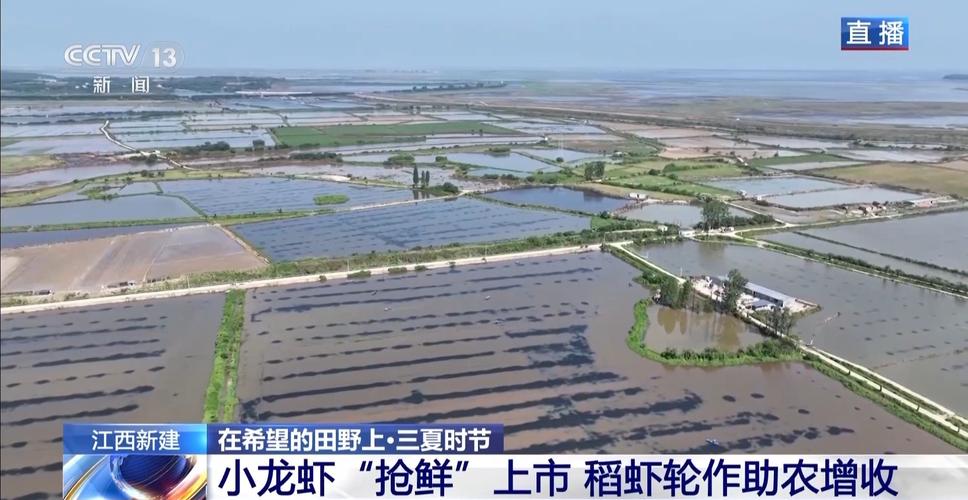 “抢鲜”上市 养出一只肥美的小龙虾需要几步?