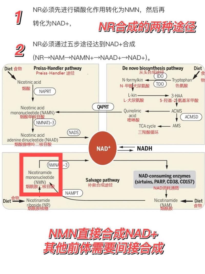 研究显示:NMN NR或增加27%致癌风险