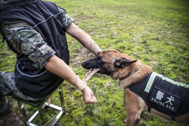 又帅又勇!警犬实战训练提升实战能力