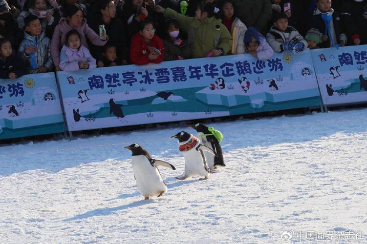 (新春走基层)“冰雪热”持续升温 “北上”滑雪成港澳居民休闲新选择