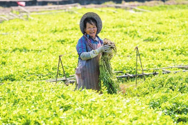 冬季瓜菜又增新品 热区种植春茭可弥补国内市场空白