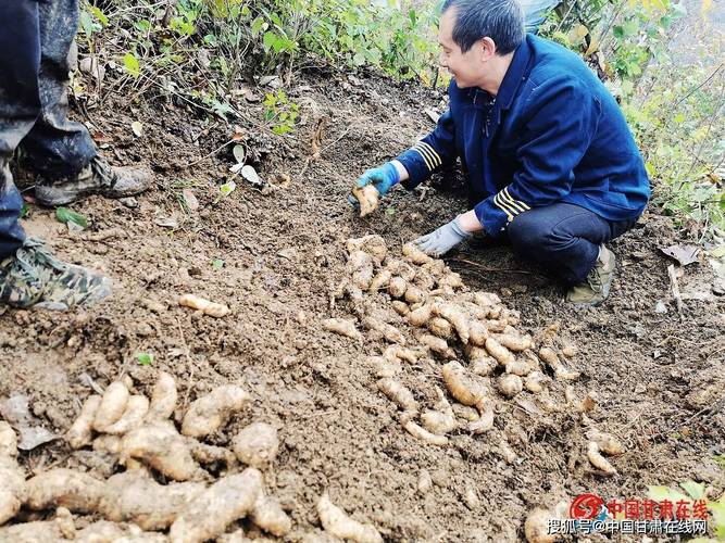 富口袋 绿山川——康县阳坝镇田坝村探索天麻种植新模式
