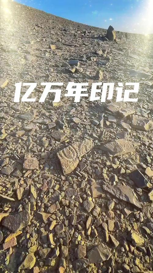 古生物化石超过512种 一起穿越亿年打卡远古生物世界→