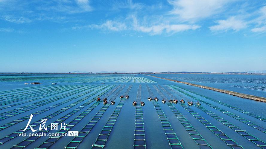 山东荣成:海参苗管护忙