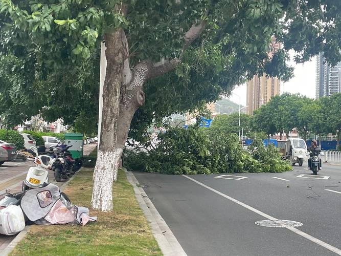广西田林遭遇雷暴大风 树木倒伏多处积水