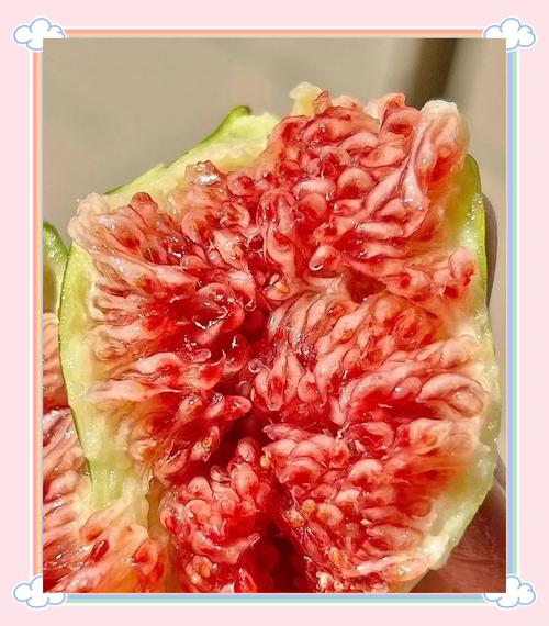 无花果真的没有花吗?(把自然讲给你听)