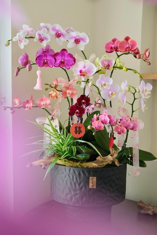 台湾兰花匠安徽种花 盼扩大市场传递幸福