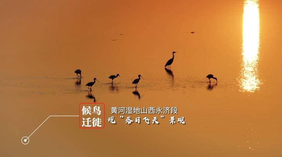 高质量发展调研行丨这条“季节河”如今为何百鸟翔集?