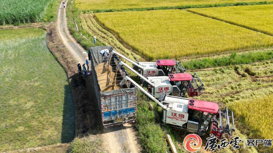 “双抢”进行时 广西早稻丰收在望