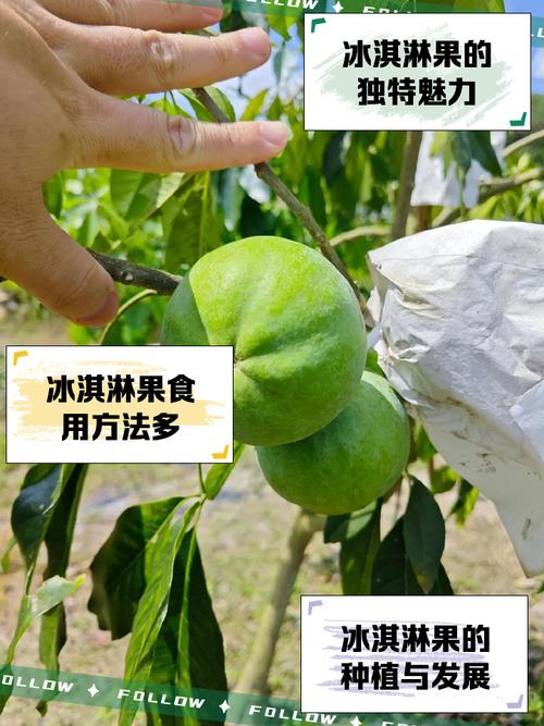 这种“长在树上的冰激凌” 维C含量是苹果的近6倍